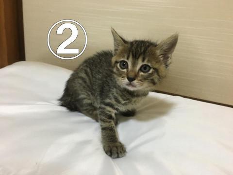 愛媛県近隣の方で里親募集しています。