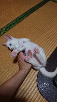 目の青いかわいい白猫ちゃん