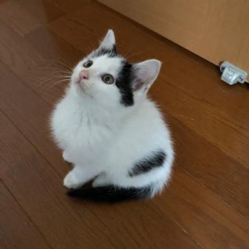 水玉模様男の子里親募集です