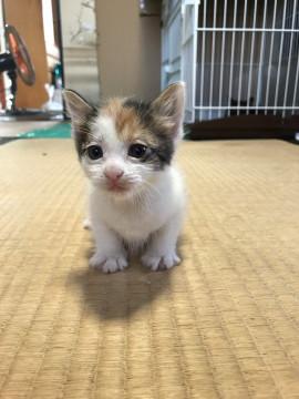 かわいい 三毛猫 4姉妹♬