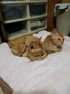 生後約２ヶ月、茶トラ、オス猫の里親募集し