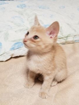 生後約２ヶ月、薄茶トラオス猫の里親募集し