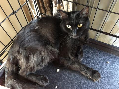 毛長の おんなのこ♬