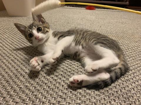 天真爛漫な美猫３ヶ月