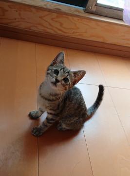 ２ヶ月 キジトラちゃん
