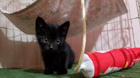 シッポが…まるまるかわいい黒子猫♪