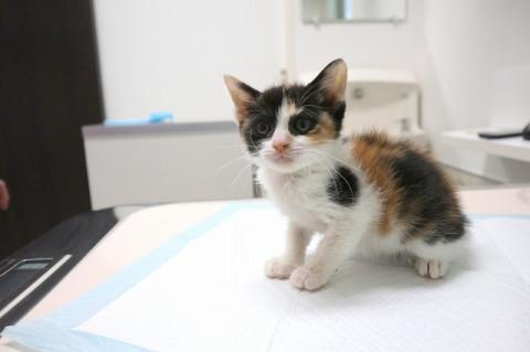 小さい三毛猫の子猫さん 里親様募中