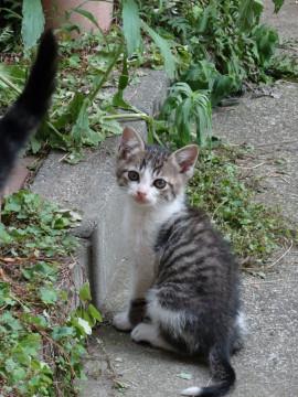 4月生まれの雄猫です
