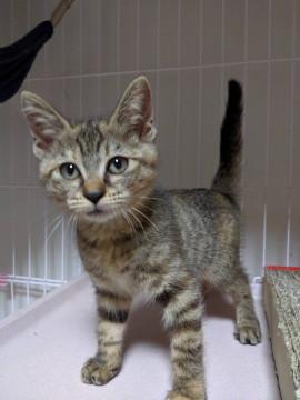 麦わら色のキュートな女の子