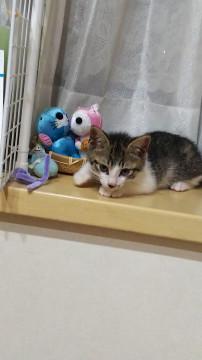 キジシロ