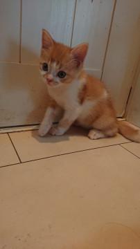 保護猫子猫ちゃん