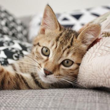 キレイな色のキジトラ・ジロー。