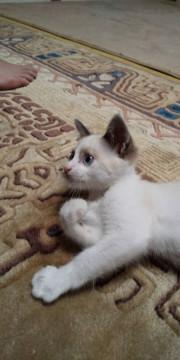 人懐っこい、シャムMIXちゃん！