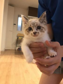 かわいい、しろふわ子猫ちゃん
