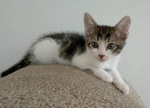 膝乗り きじ白くん