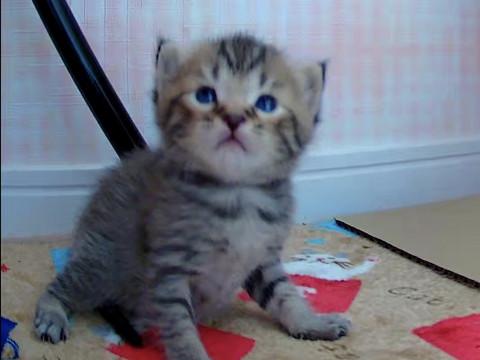 可愛いキジちま赤ちゃん猫達！三週齢