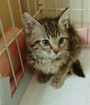 3ヶ月の子猫ちゃんです。