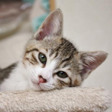 クールビューティー・ヨシノ。