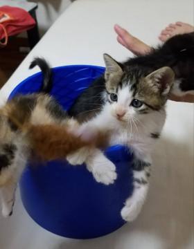 美猫になるに違いない、膝のりサバ白ちゃん