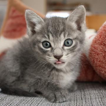 お顔も性格も二重丸のグレ子。