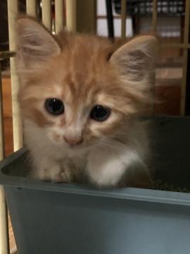 人間大好き茶白の猫ちゃん