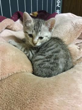 おっとりサバくん