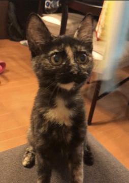 1.7kg 人懐っこい穏やかな子猫♀