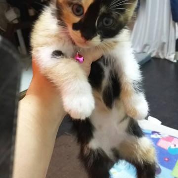 三毛猫と牛柄の2ヶ月の子猫です