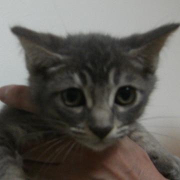 グレーです。