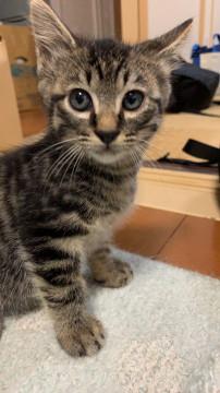 あまえんぼうのゆめだよ！