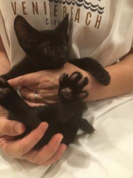 モーターボートのエンジンルームから保護