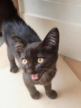 珍しい黒トラ★人慣れ完璧の甘えっ子