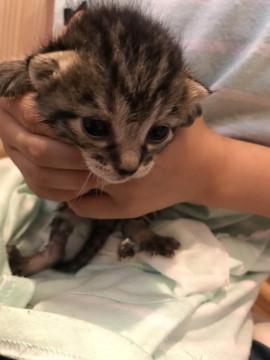 子猫★再生紙ーず①【56