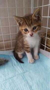 6週目の仔猫です