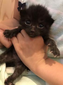 子猫★再生紙ーず③【5８