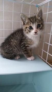 6週目の仔猫です