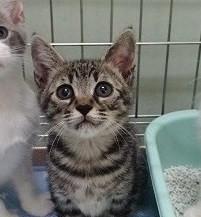 【募集停止】キジトラの女の子☆２か月