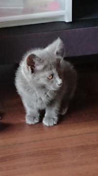 野良の子猫を保護