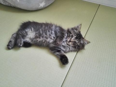 モコモコフワフワのキジトラちゃん
