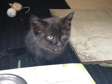 【急募】実家で保護している黒毛の子猫