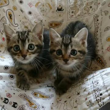 千葉県白井市/アメショ風の柄の兄妹です