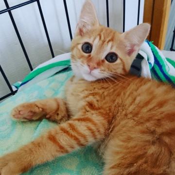 千葉県白井市/茶とら男子  再再募集！