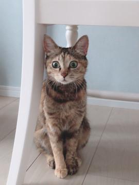 お利口さんの美猫