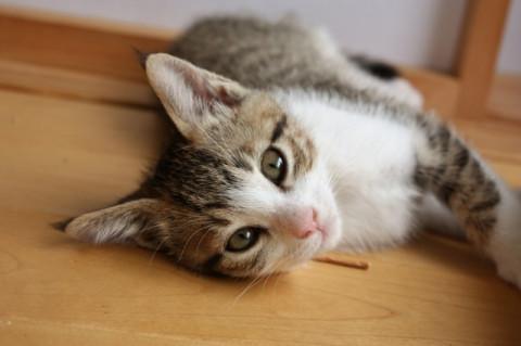 甘くてかわいいマシュマロ系男子。