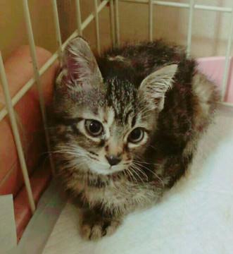 再募集致します、3ヶ月の子猫ちゃん
