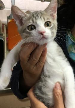 可愛いアイドル顔の子猫