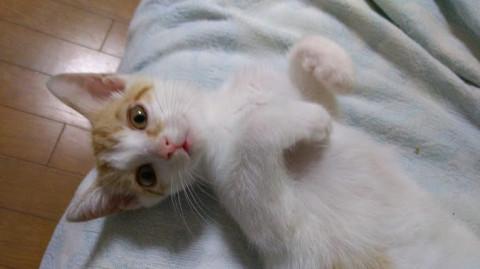 可愛い茶白 男の子