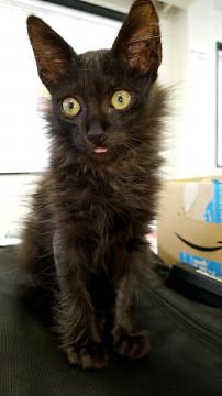 保護猫の甘えん坊　黒猫