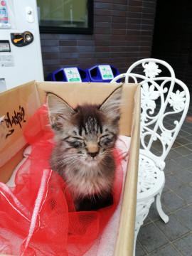 生後２ヶ月の仔猫の里親様を探しておりま
