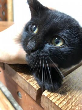 去勢手術済み！【クロスケ】